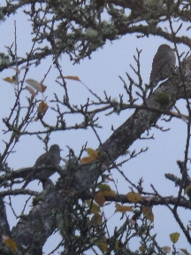 Two small birds on a limb